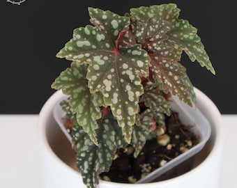 Begonia Izumo no Kiraboshi REVERTED - Exact Plant; Fully Rooted; US Seller