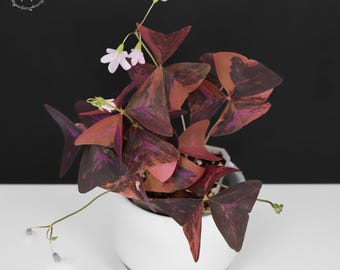 Oxalis Triangularis Variegated - High Variegation; Exact Plant; Fully Rooted from Rhizome; US Seller