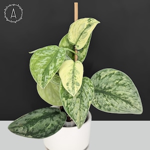 Scindapsus Hologram; Scindapsus Exotica Hologram Variegated - Exact Plant; Fully Rooted; US Seller