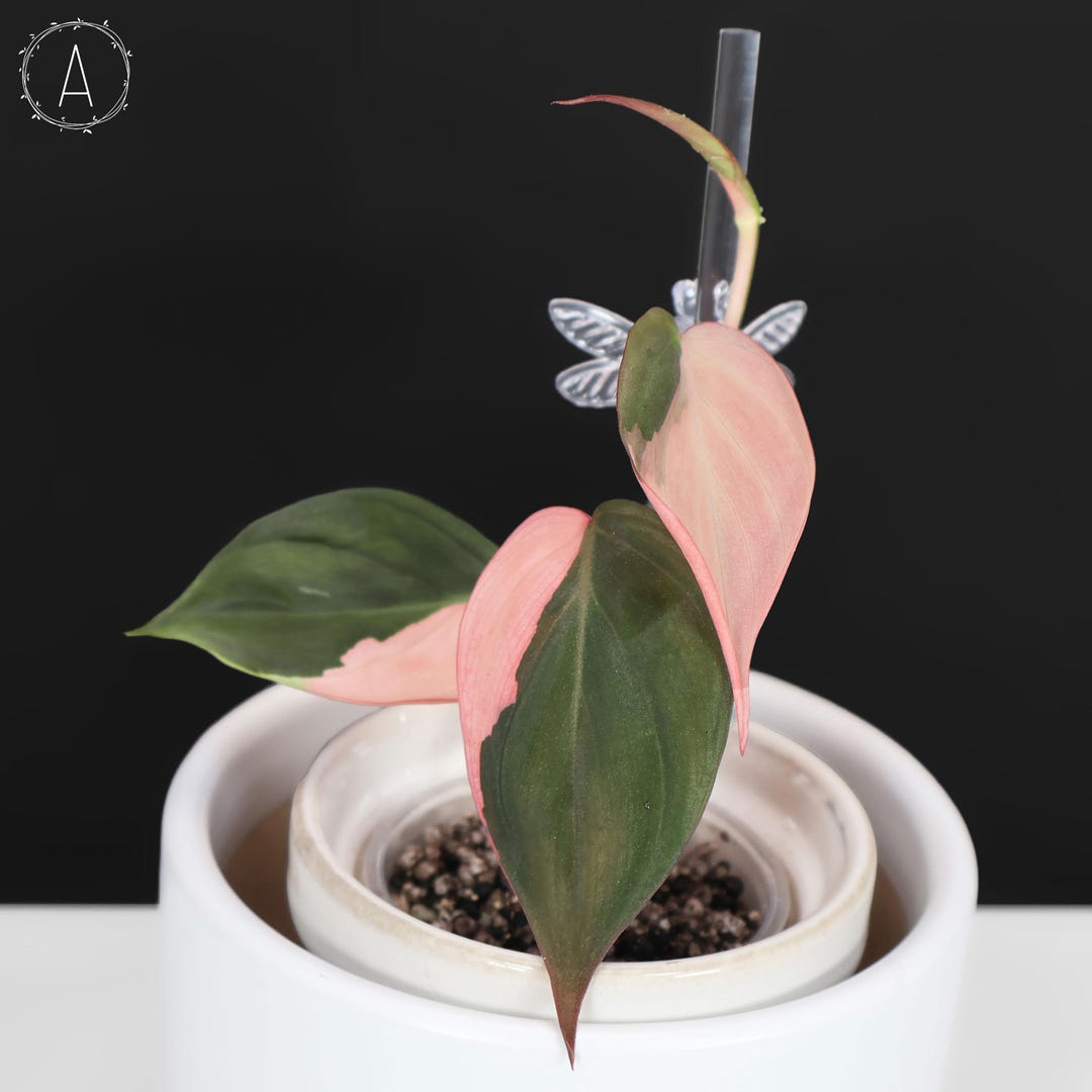 Pink Micans; True Albo Variegated Philodendron Micans - Exact
