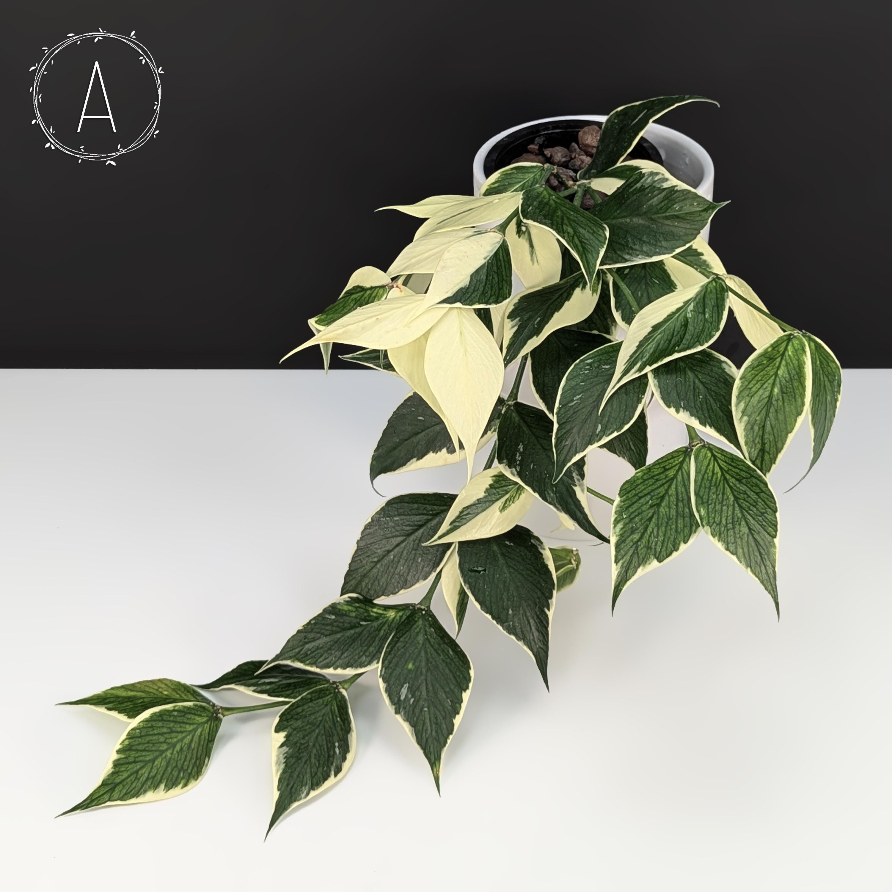 Hoya polyneura albomarginata 2号スリット鉢 - メルカリ