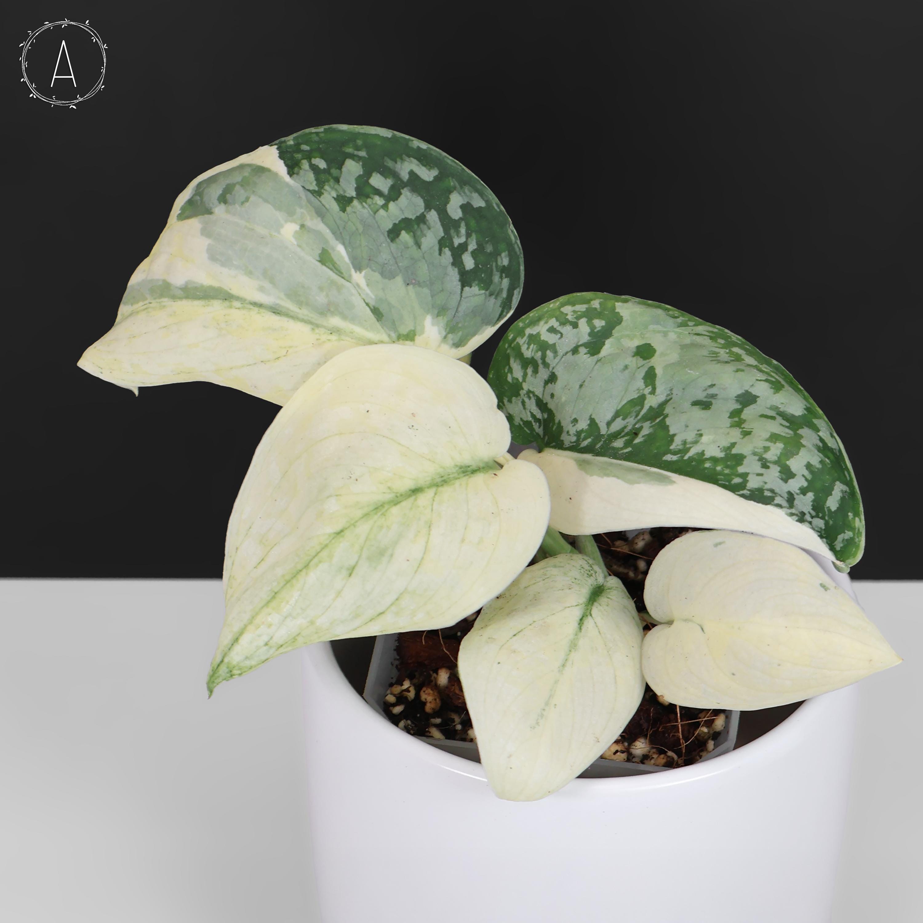 Scindapsus Mariposa - Etsy