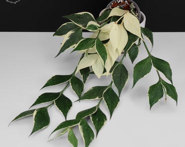 Hoya Polyneura Albomarginata; Outer Variegated Fishtail Hoya