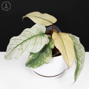 Squamiferum Variegated - Etsy