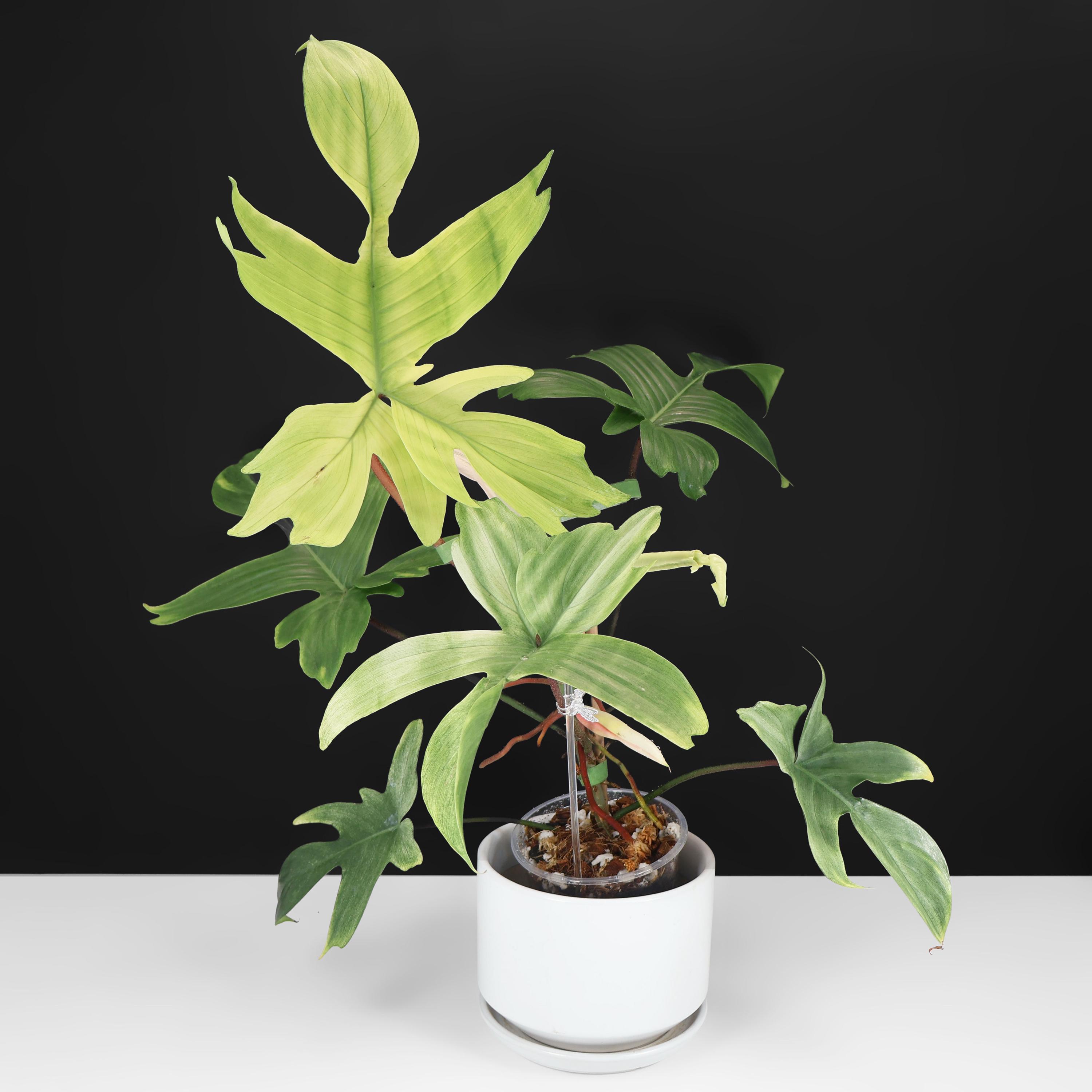 Philodendron Florida Ghost - Exact Plant; Large; Fully Rooted - Etsy