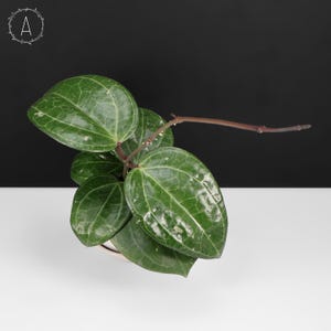 Hoya Latifolia Big Leaf; Macrophylla Round; Dinner Plate Hoya - Exact Plant; Fully Rooted