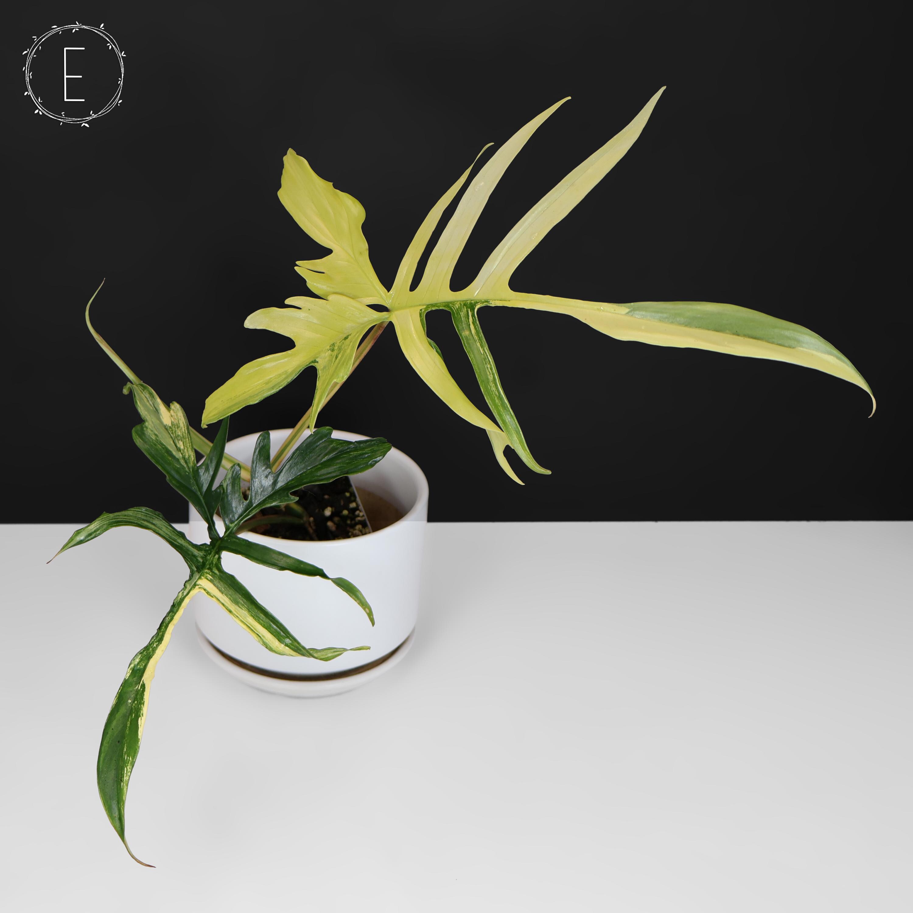 Philodendron Florida Beauty X Polypodioides - Exact Plant; Fully