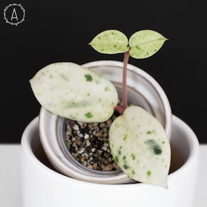 Hoya Carnosa Madara Snow Angel - Etsy