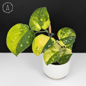 Scindapsus Sentarum - Etsy