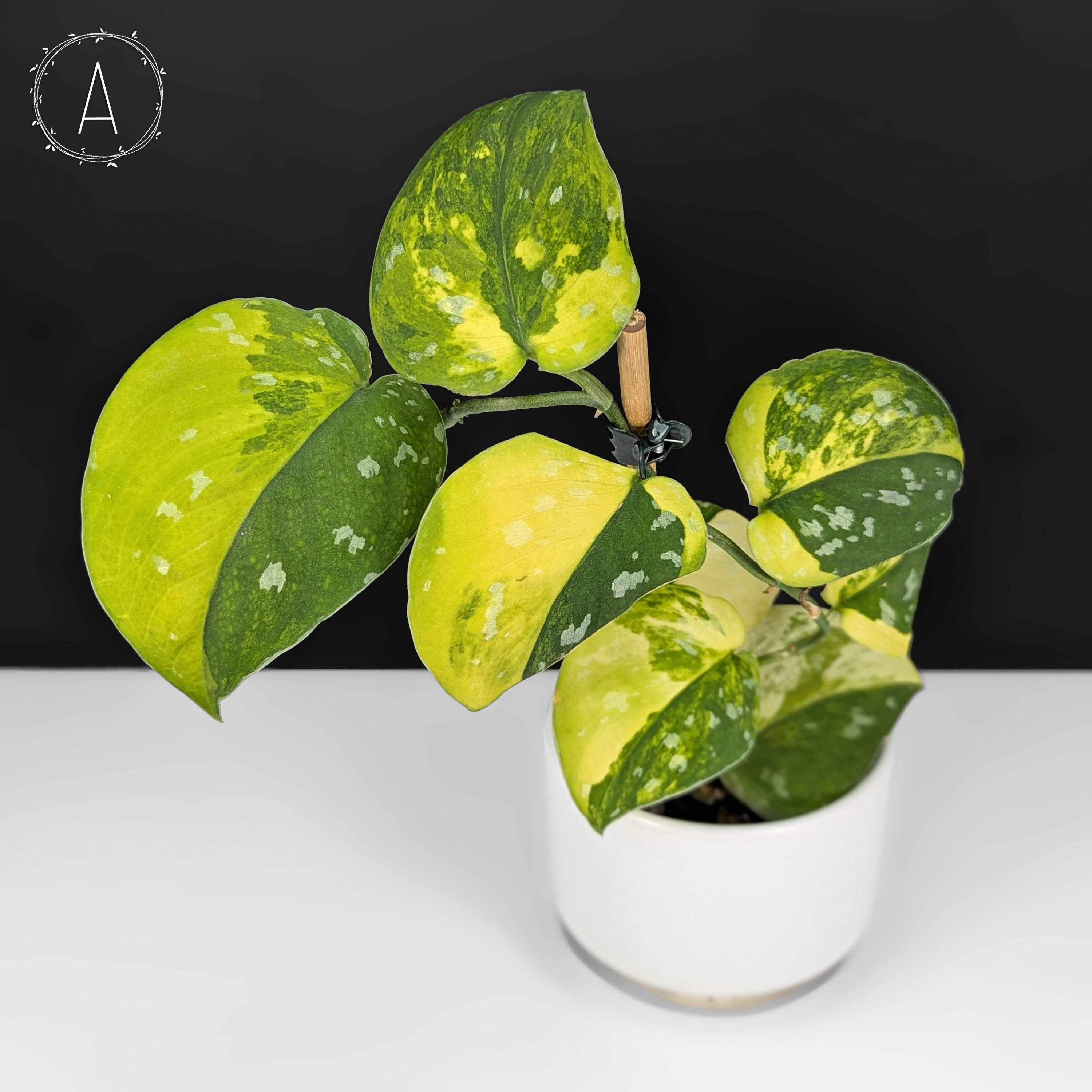 Scindapsus Sentarum センタラム② Scindapsus Sentarum - Etsy