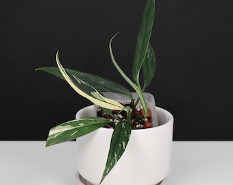Rhaphidophora Lobbii Schott Variegated - Exact Plant; Fully Rooted; US Seller