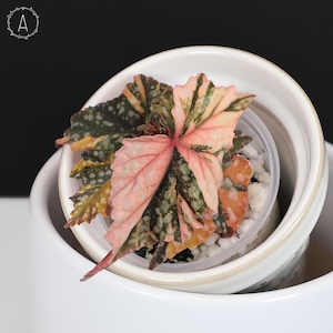 Begonia Izumo no Kiraboshi Variegated - Exact Plant; Fully Rooted; US Seller