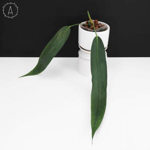 Anthurium Pendens - Etsy