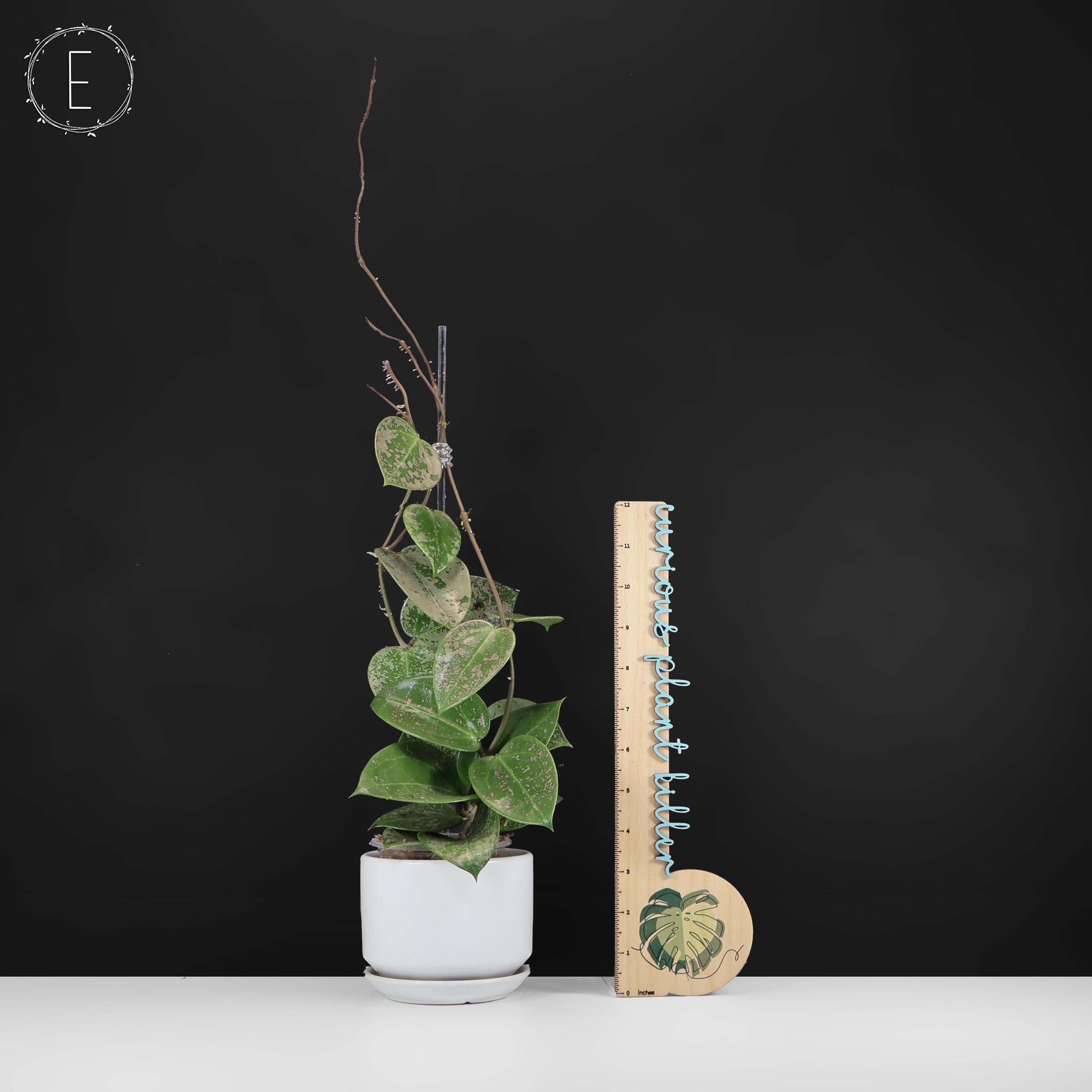 Hoya Verticillata Silver Heart Splash - Exact Plant