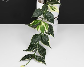 Hoya Curtisii Albomarginata Rooted Active Growth Point + Free