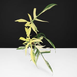Philodendron Florida Beauty X Polypodioides - Etsy