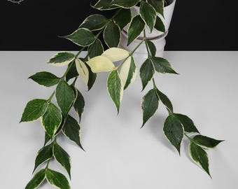 Hoya Polyneura Albomarginata; Outer Variegated Fishtail Hoya