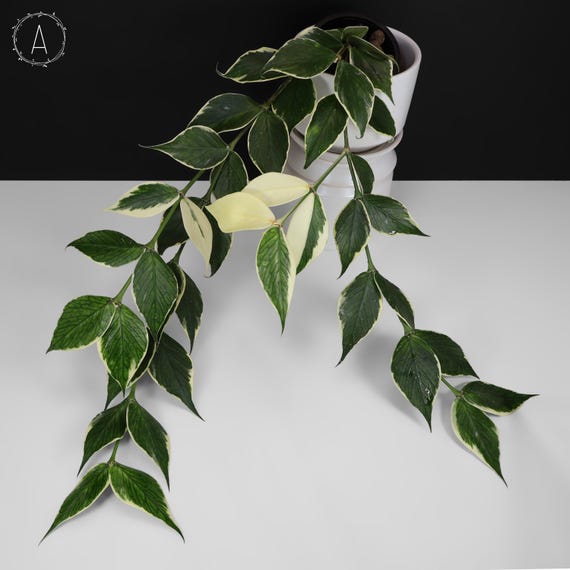 Hoya Polyneura Albomarginata; Outer Variegated Fishtail Hoya