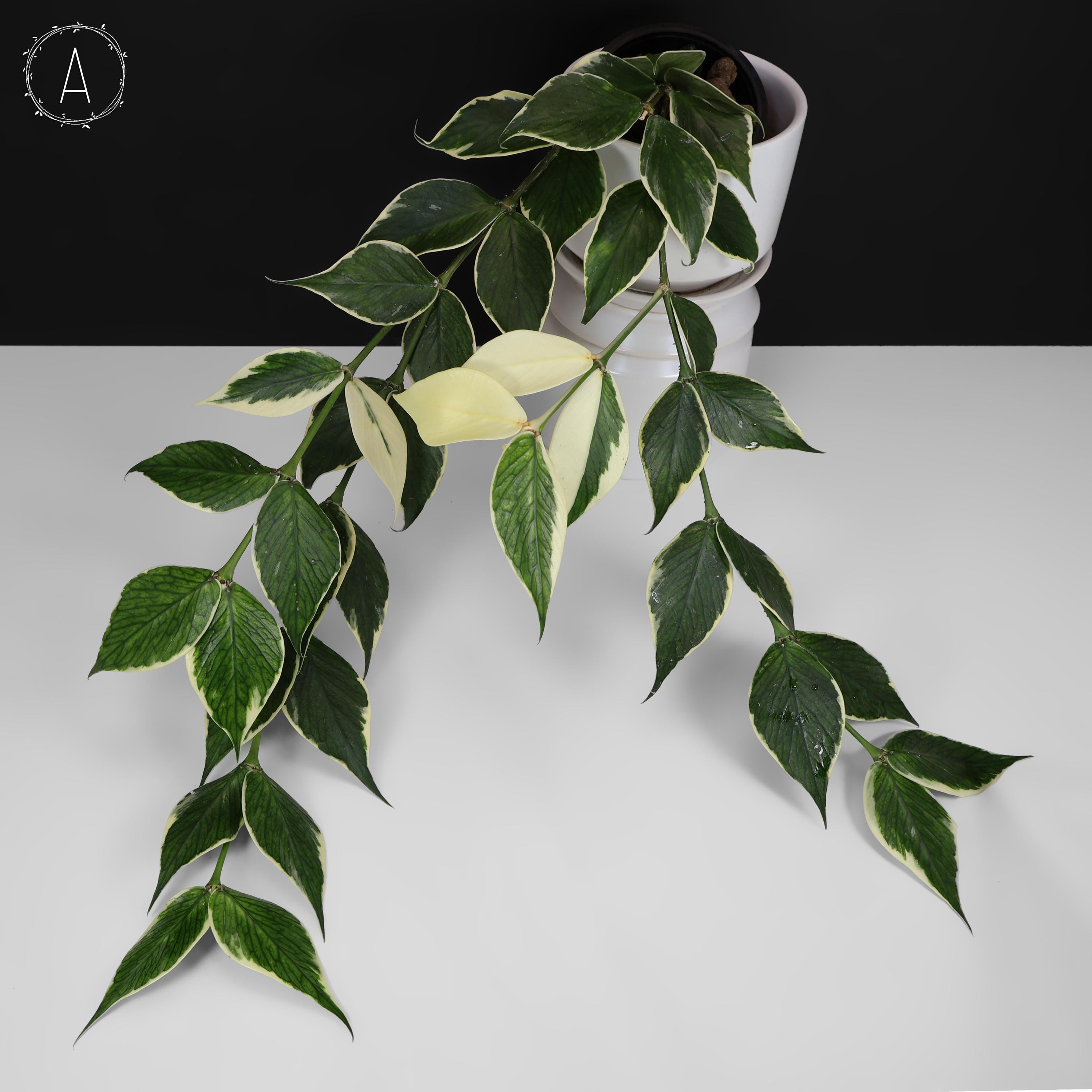 Hoya Polyneura Albomarginata; Outer Variegated Fishtail Hoya