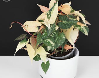 hebe variegata Hebe Variegata 1gal