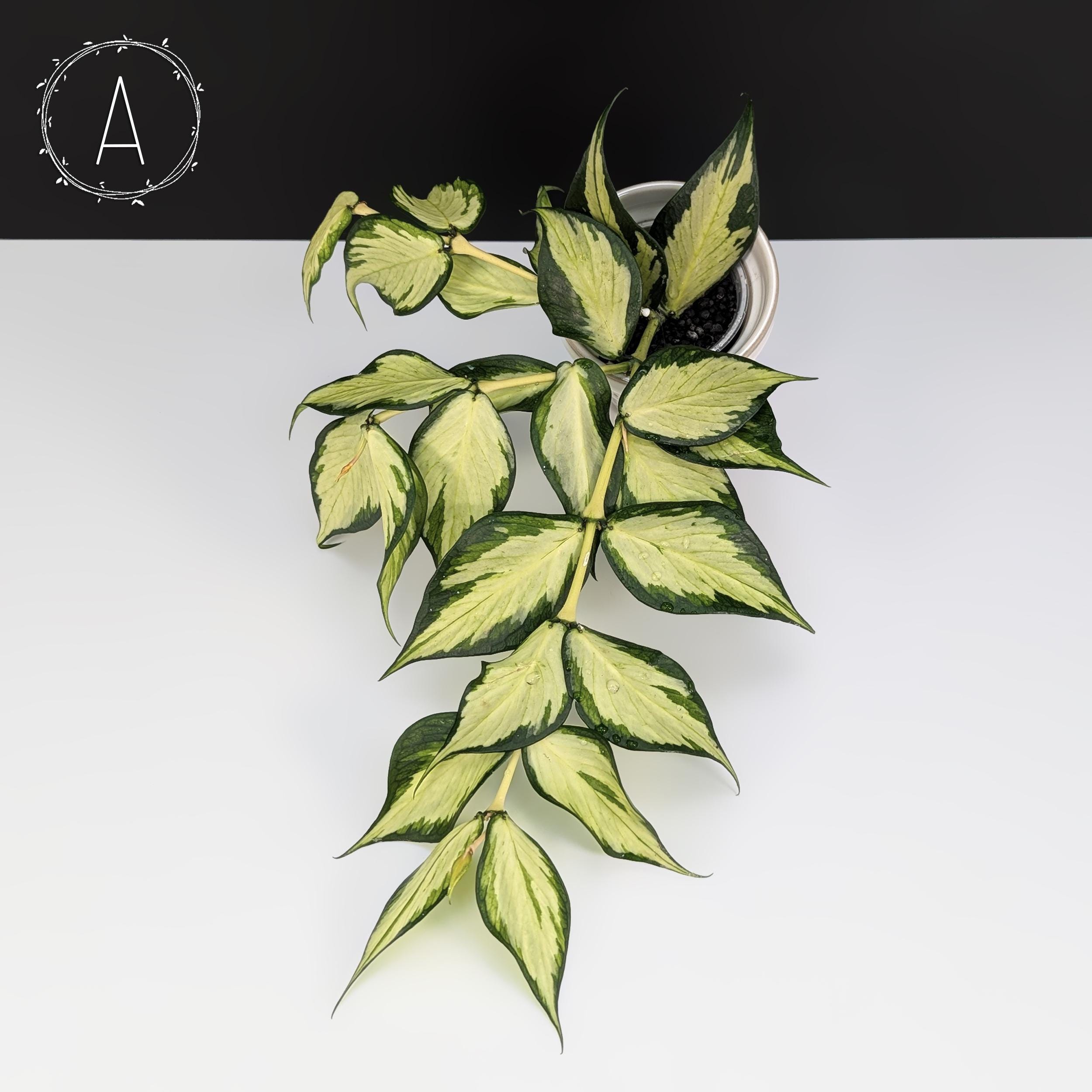 Hoya Polyneura Inner Variegated; Fishtail Hoya - Exact Plant