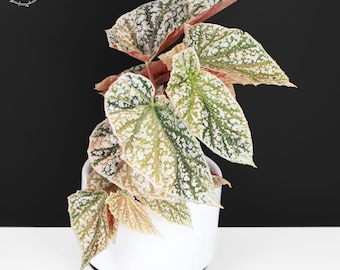 Extremely Rare Pink Variegated Snow Capped Begonia - 4'' Pot
