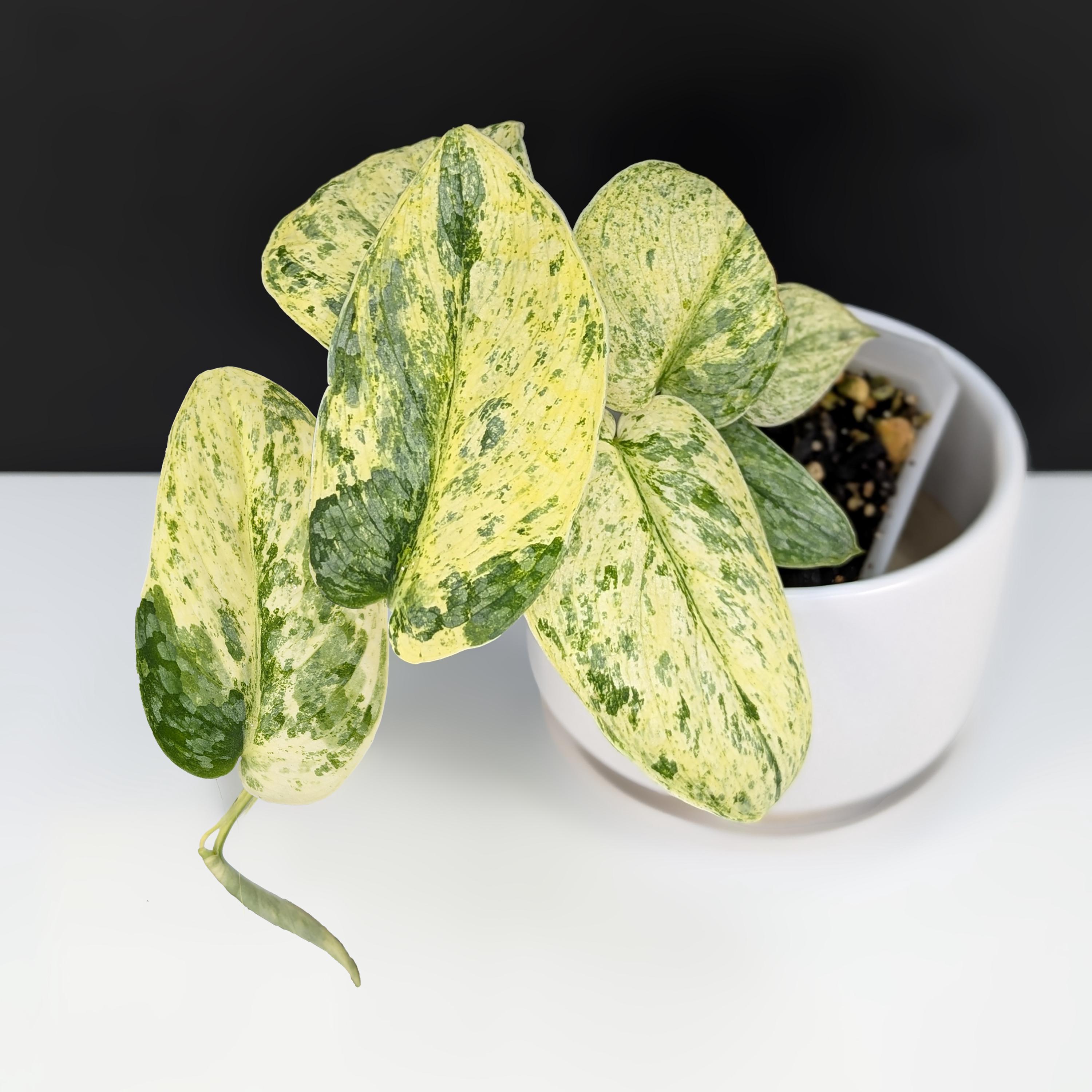 Scindapsus Tembaga - Etsy