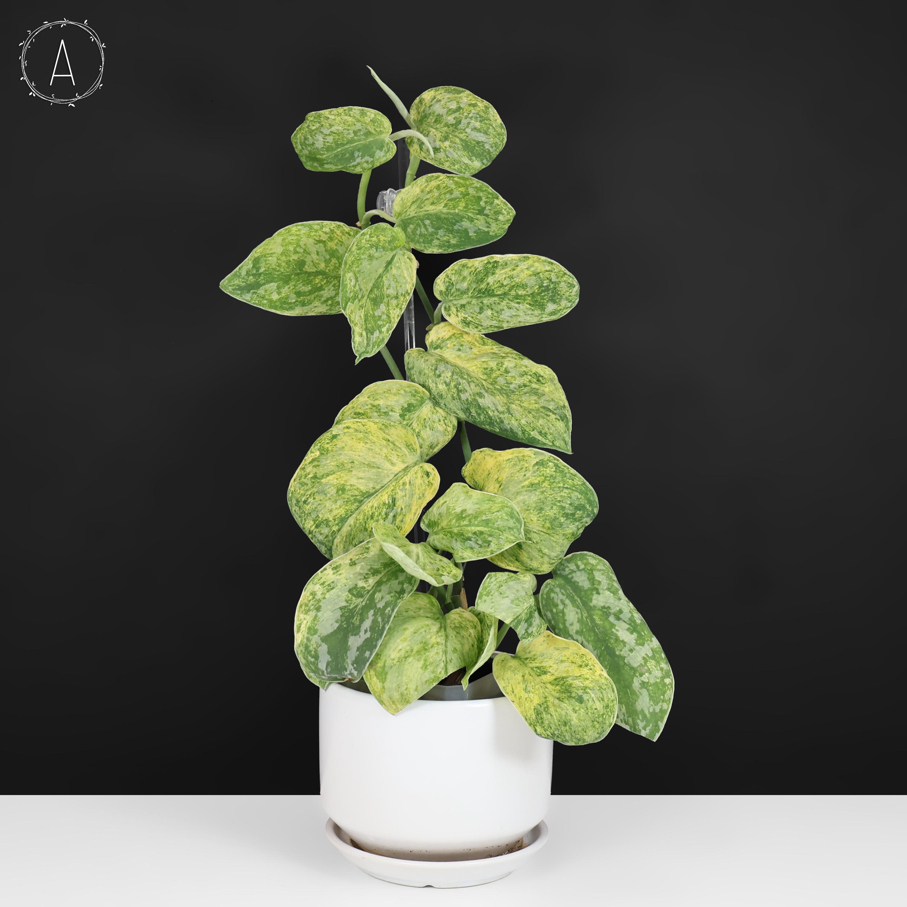 Scindapsus Tembaga - Etsy