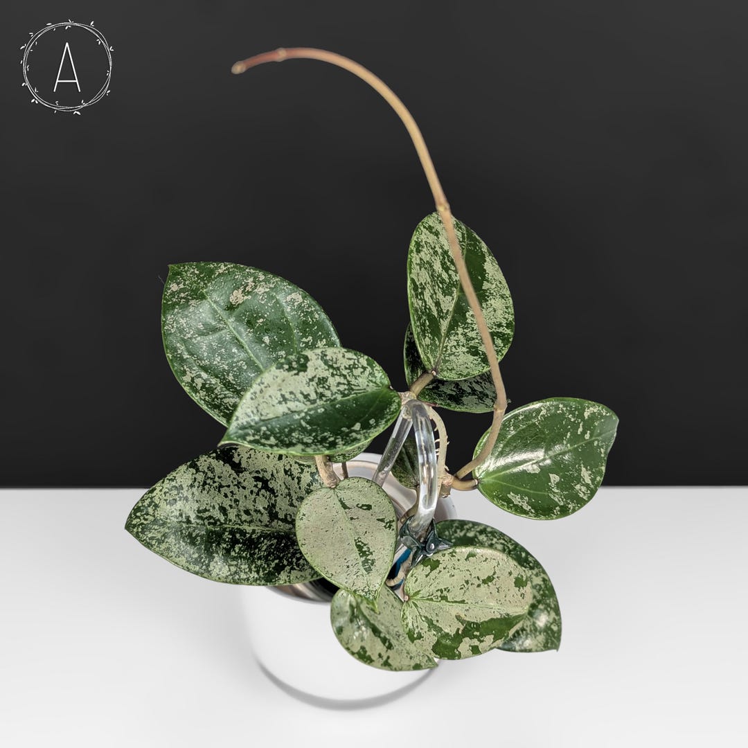 その他観葉植物 HOYA verticillata silver heart Hoya Verticillata Silver Heart Splash; Verticillata Heart