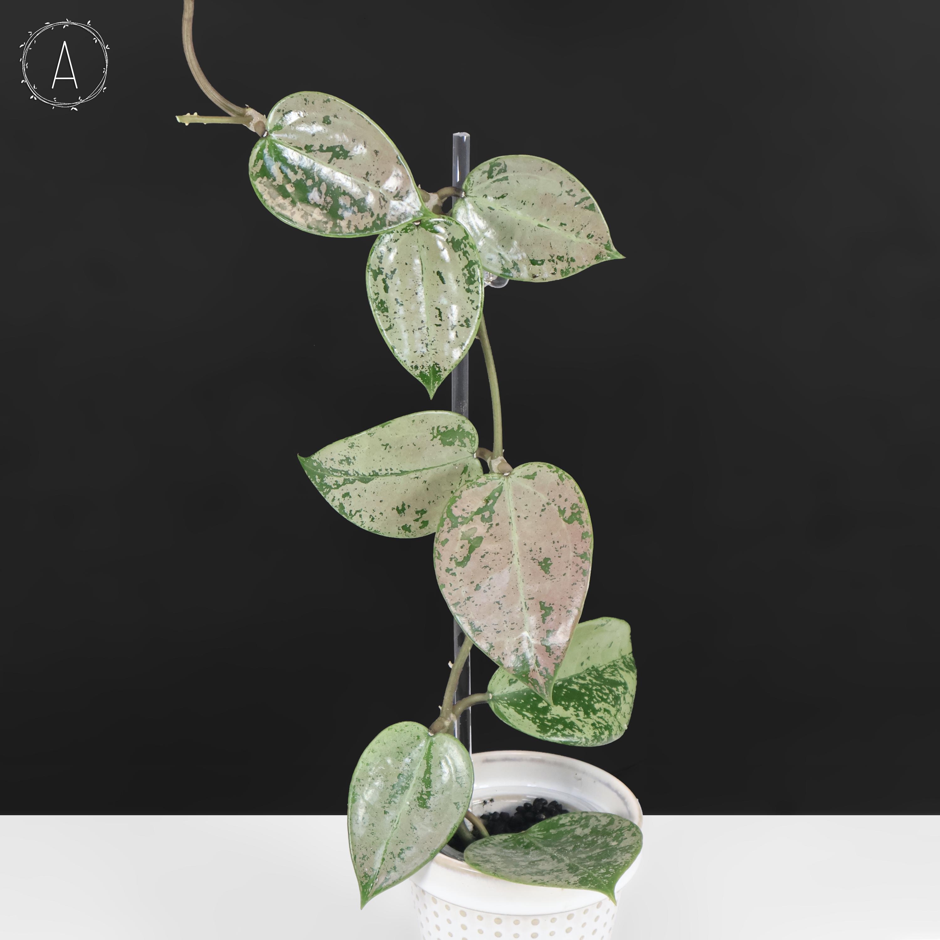 その他観葉植物 Hoya Veilata silver heart Hoya Verticillata Silver Heart Splash - Exact Plant
