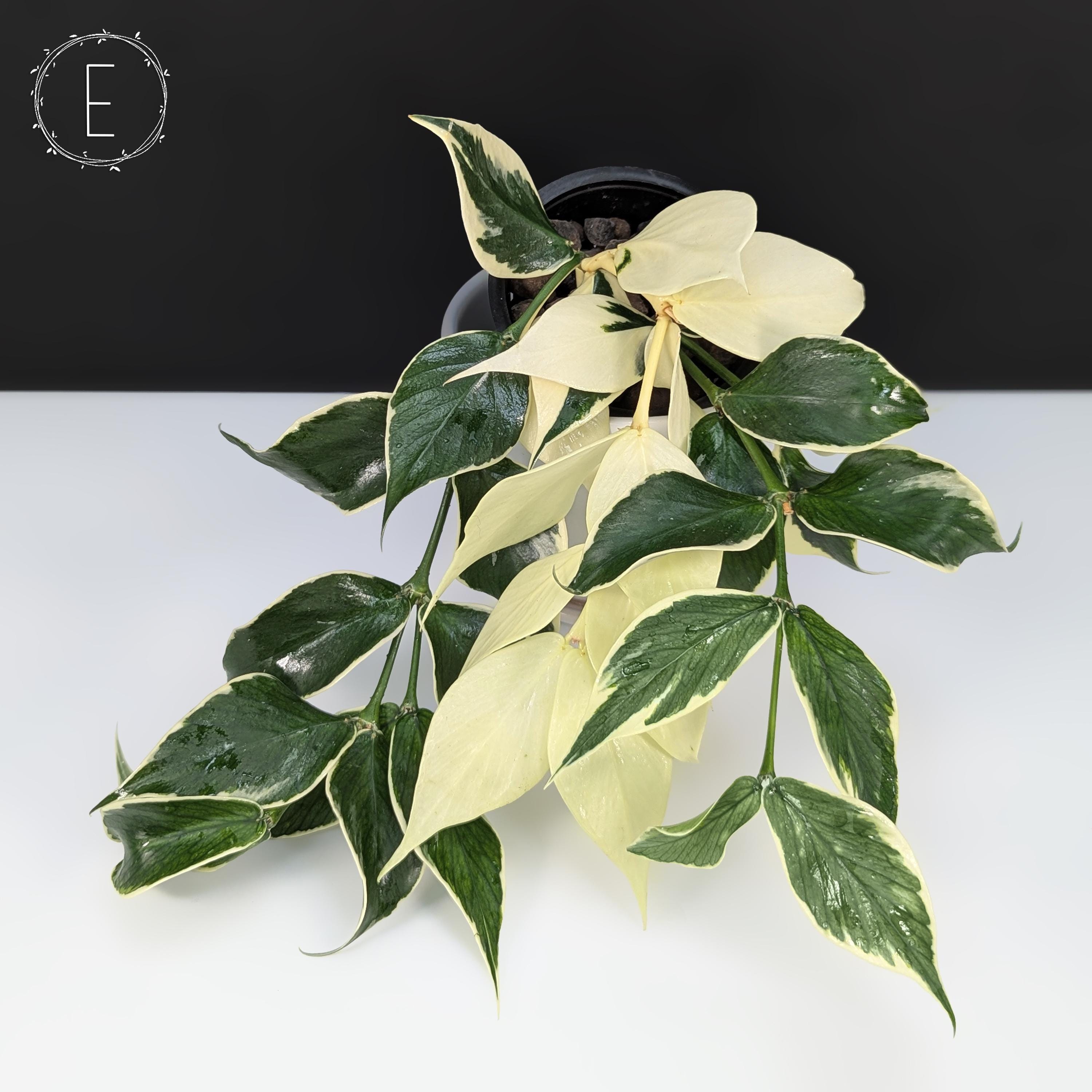 怪奇植物斑入り人魚ホヤHoya polyneura albomarginata②