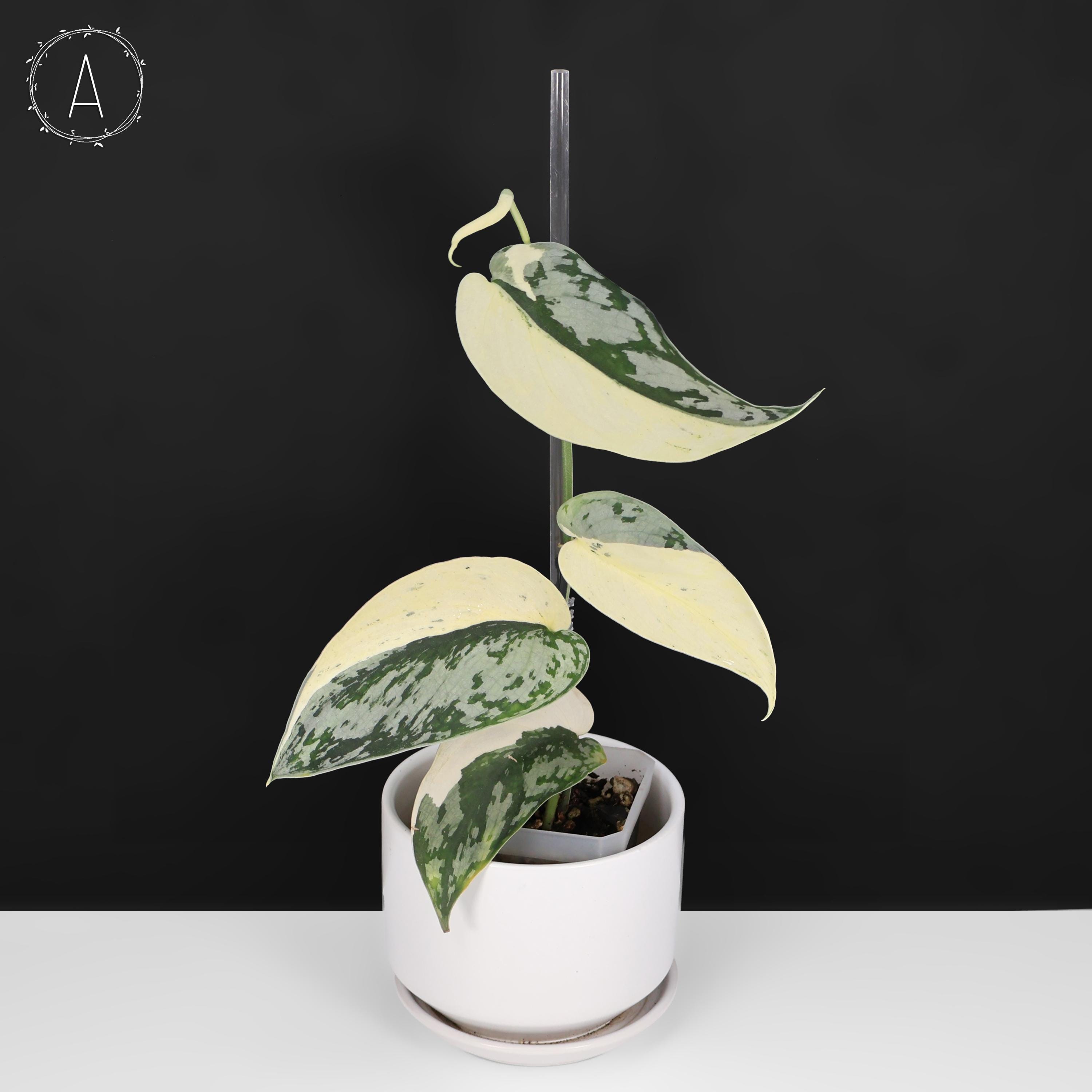 Scindapsus Lakambini - Etsy