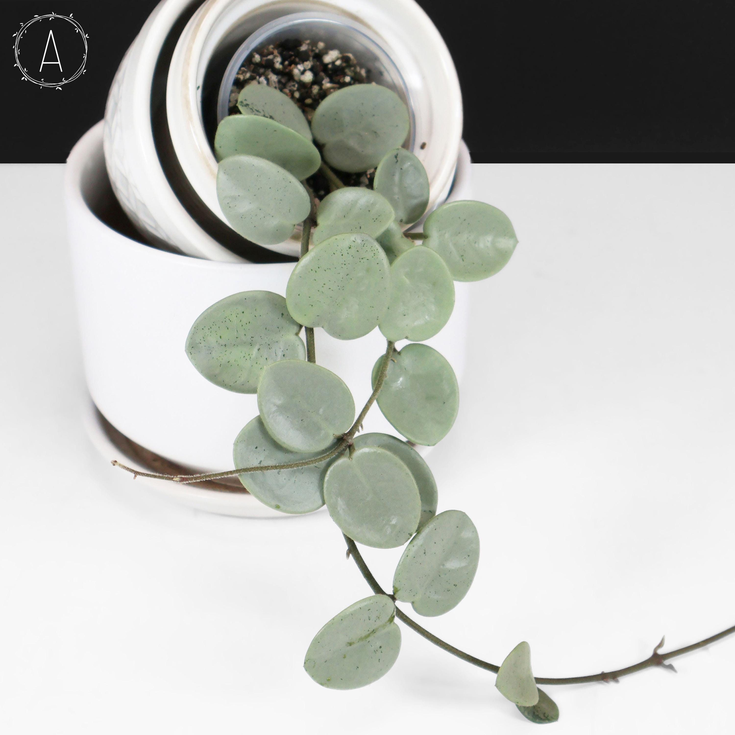 Hoya Mathilde Grey Fairy - Etsy