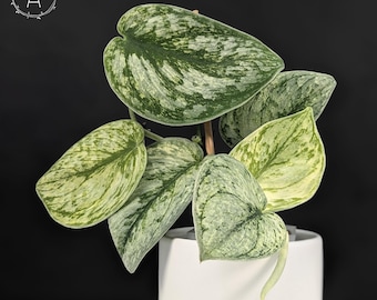 2025-25 秋冬新作  Scindapsus Sentarum Etsy - その他観葉植物