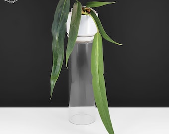 Anthurium Wendlingeri Rio Gloria (Seed Grown) - Exact Plant; Fully Rooted; US Seller