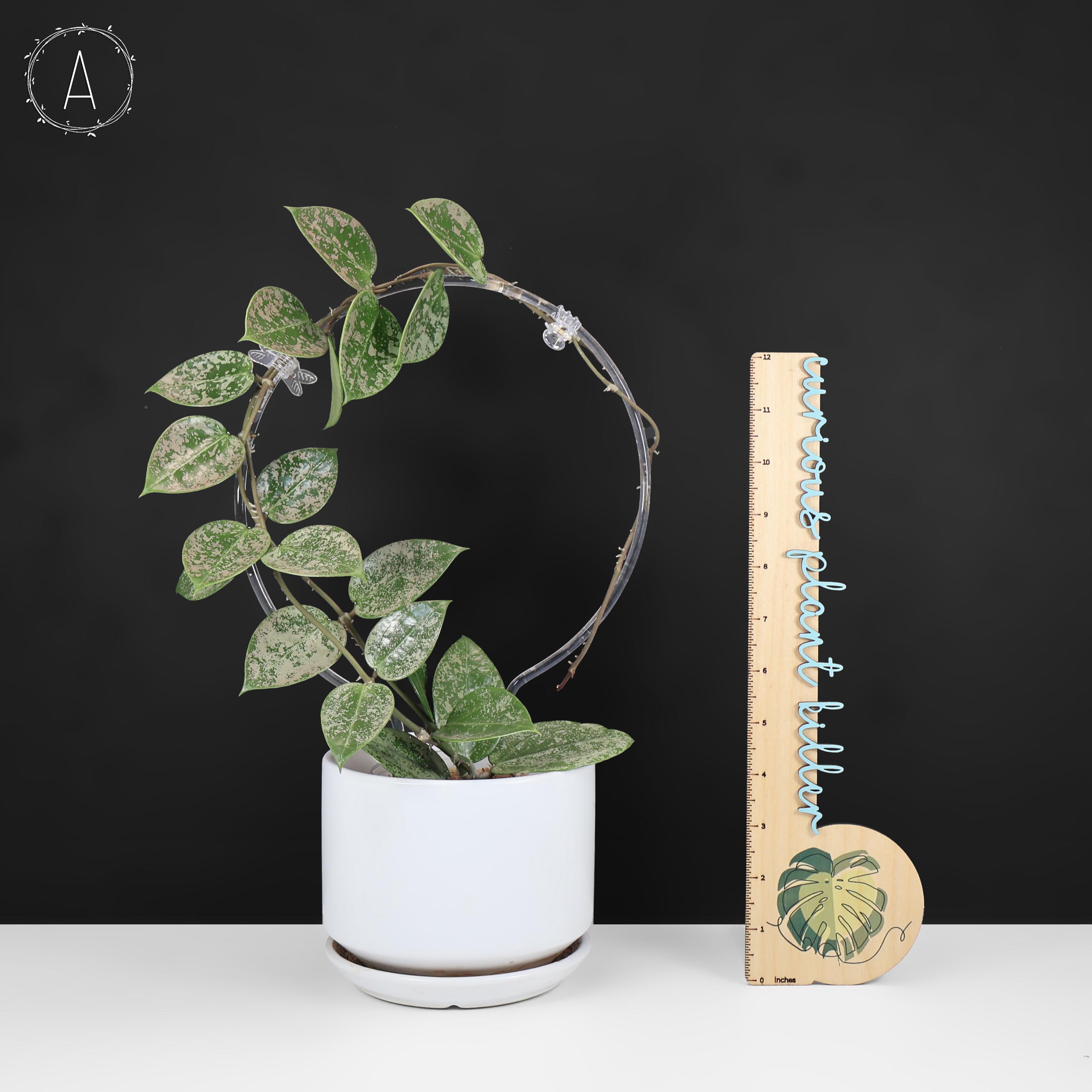 Hoya Verticillata Silver Heart Splash - Exact Plant