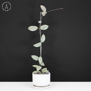 Hoya Wilbur Graves Silver - Exact Plant; Fully Rooted; Multiple Growth Points