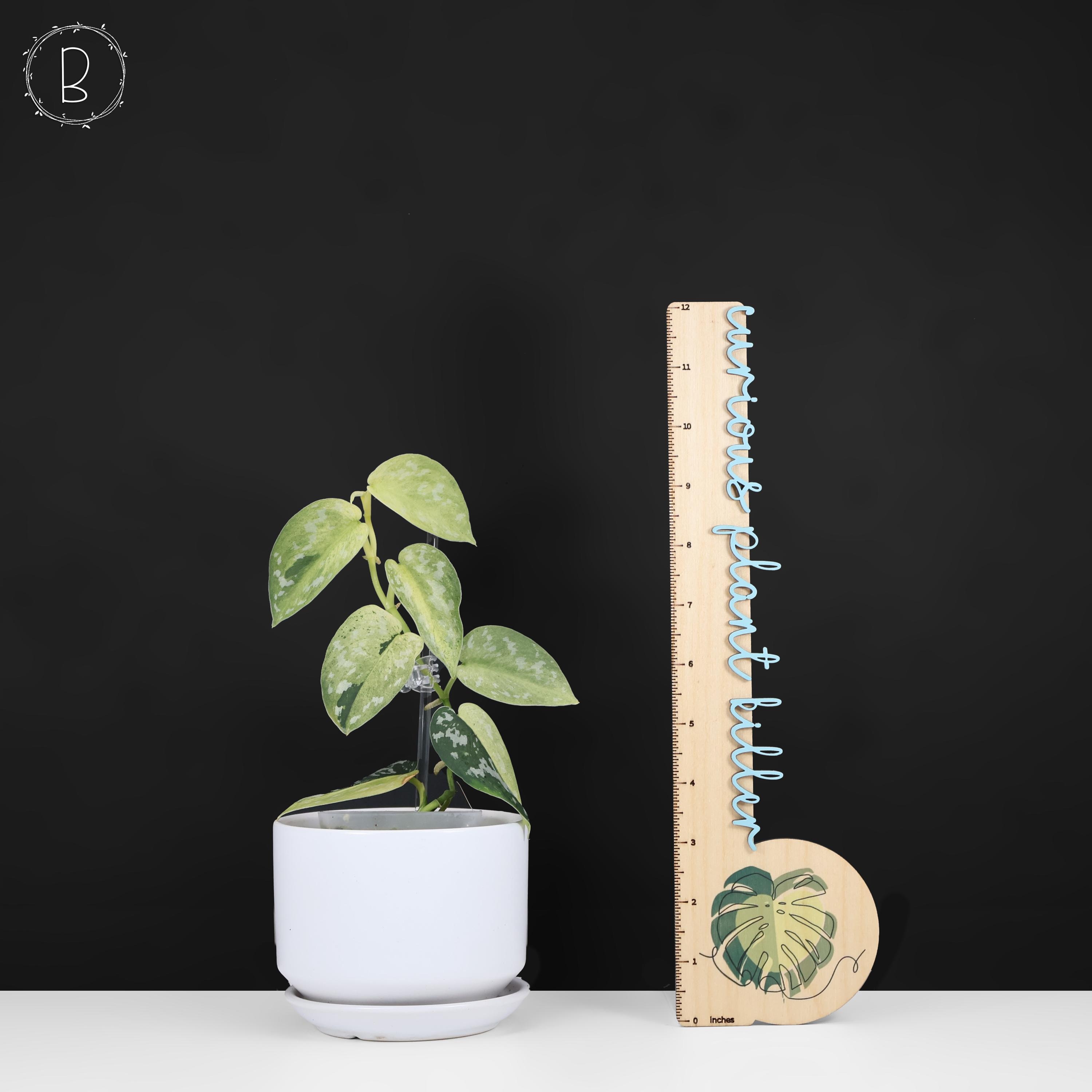 Scindapsus Matcha (maharlika); Green on Green - Exact Plant; US