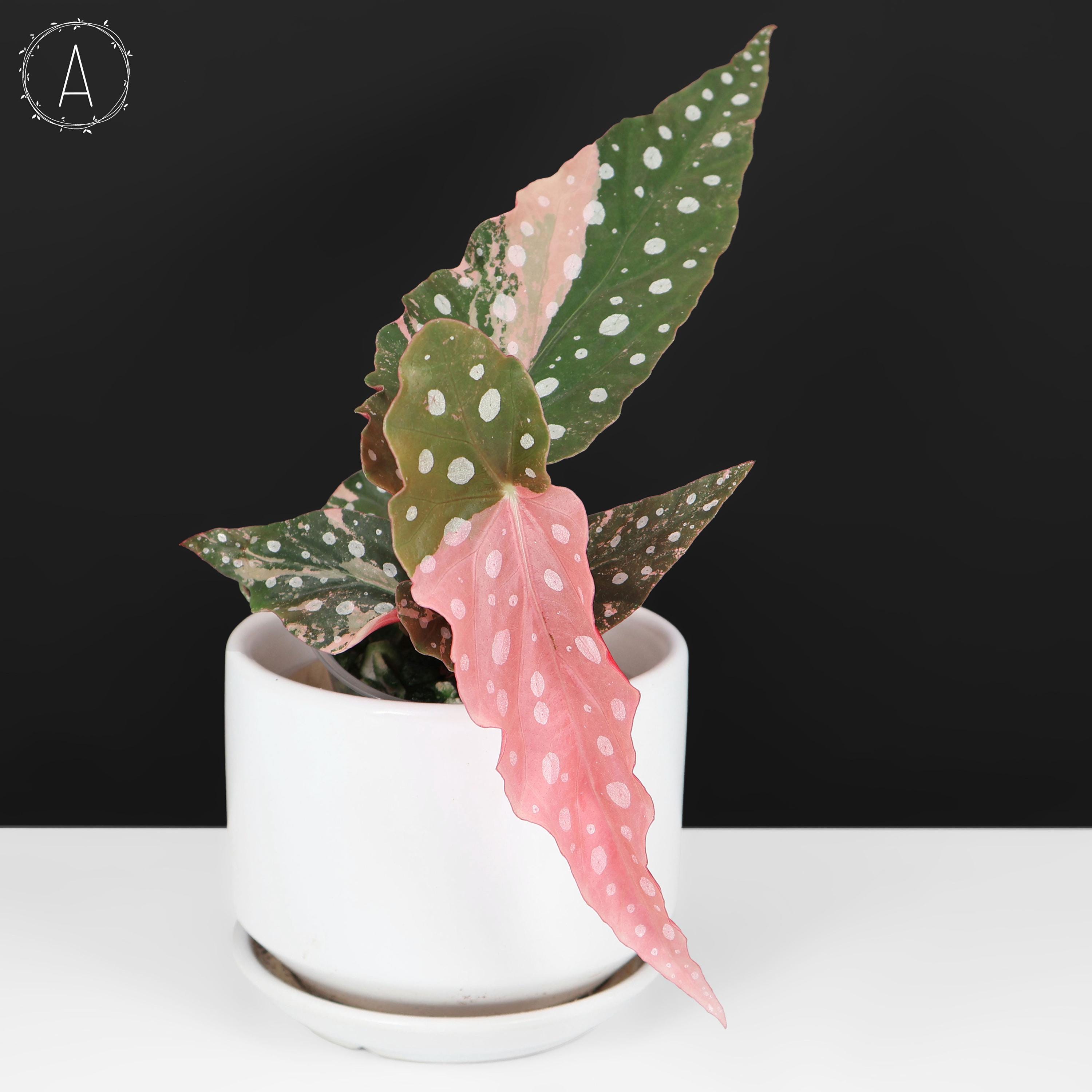 Begonia Maculata Variegated; Pink Polka Dot Plant - Exact; Fully