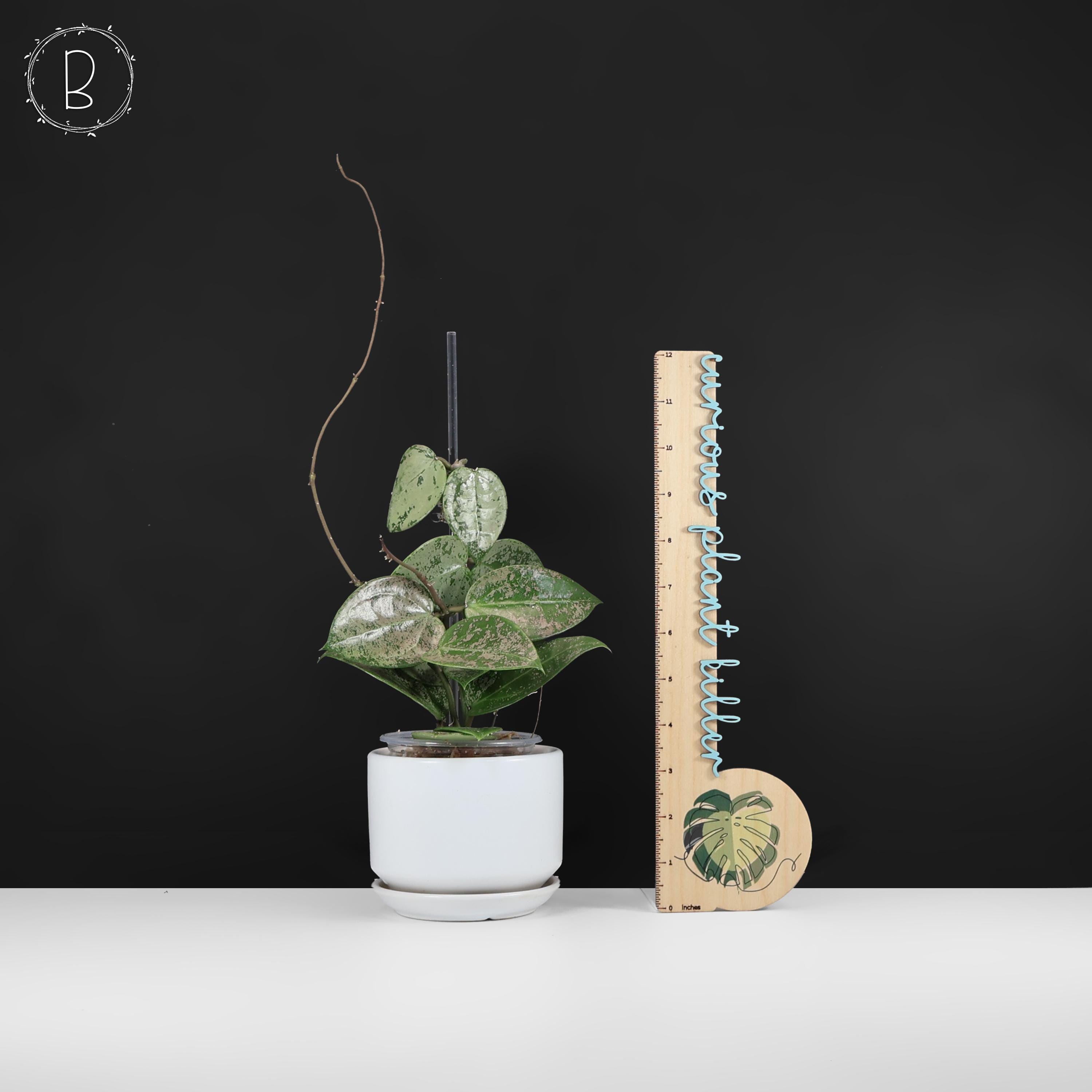 ホヤ　Hoya Veillata Silver Heart サクララン ホヤ Hoya Veillata Silver Heart サクララン ホヤ Hoya