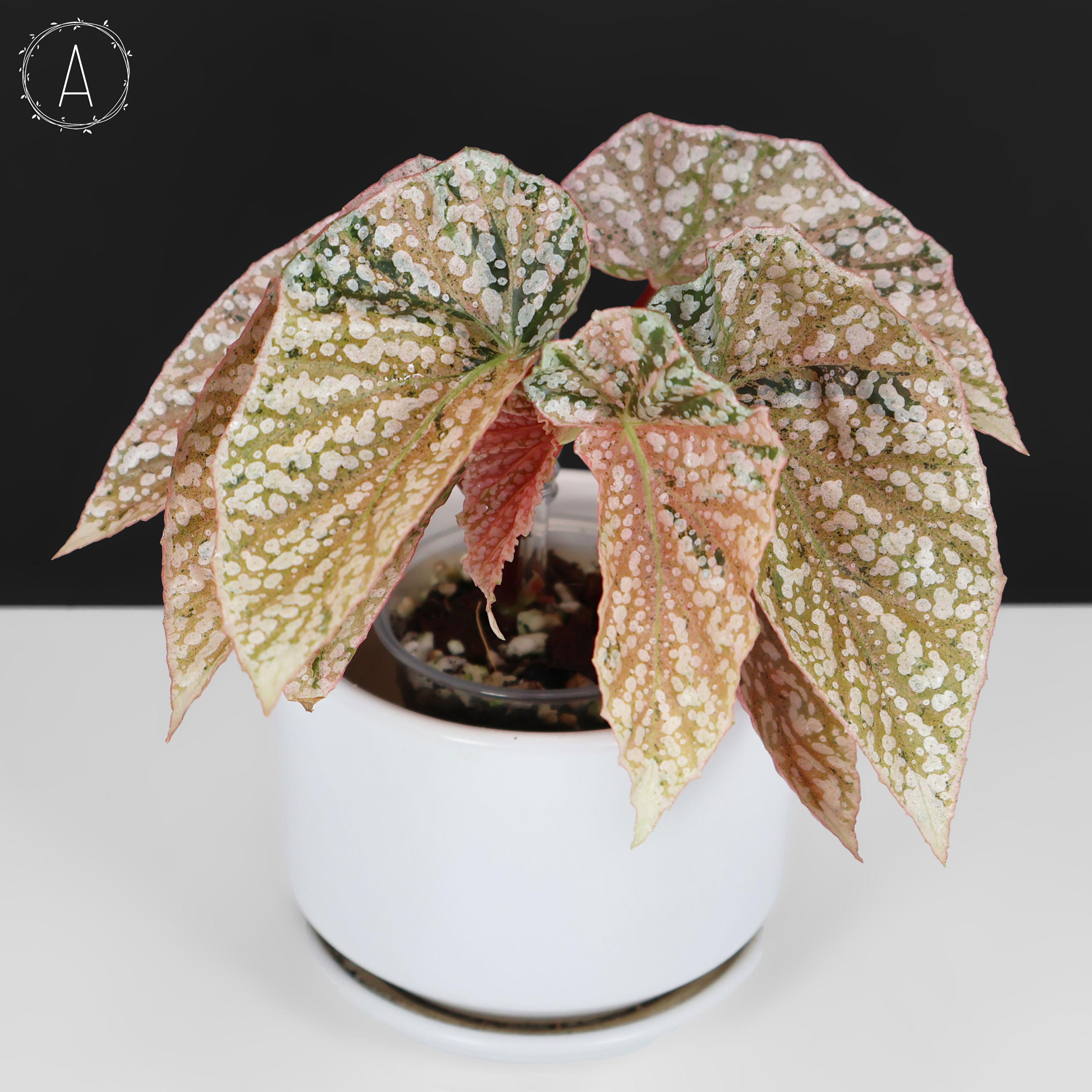 Begonia Snow Capped Variegated - Exact Plant; Fully Rooted; US