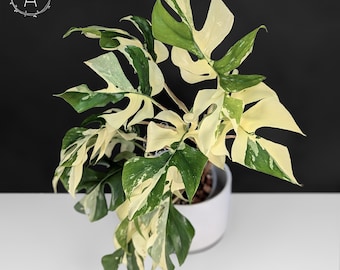 希少】モンステラ デリシオーサ 'マクロコズム' – RARE PLANTS