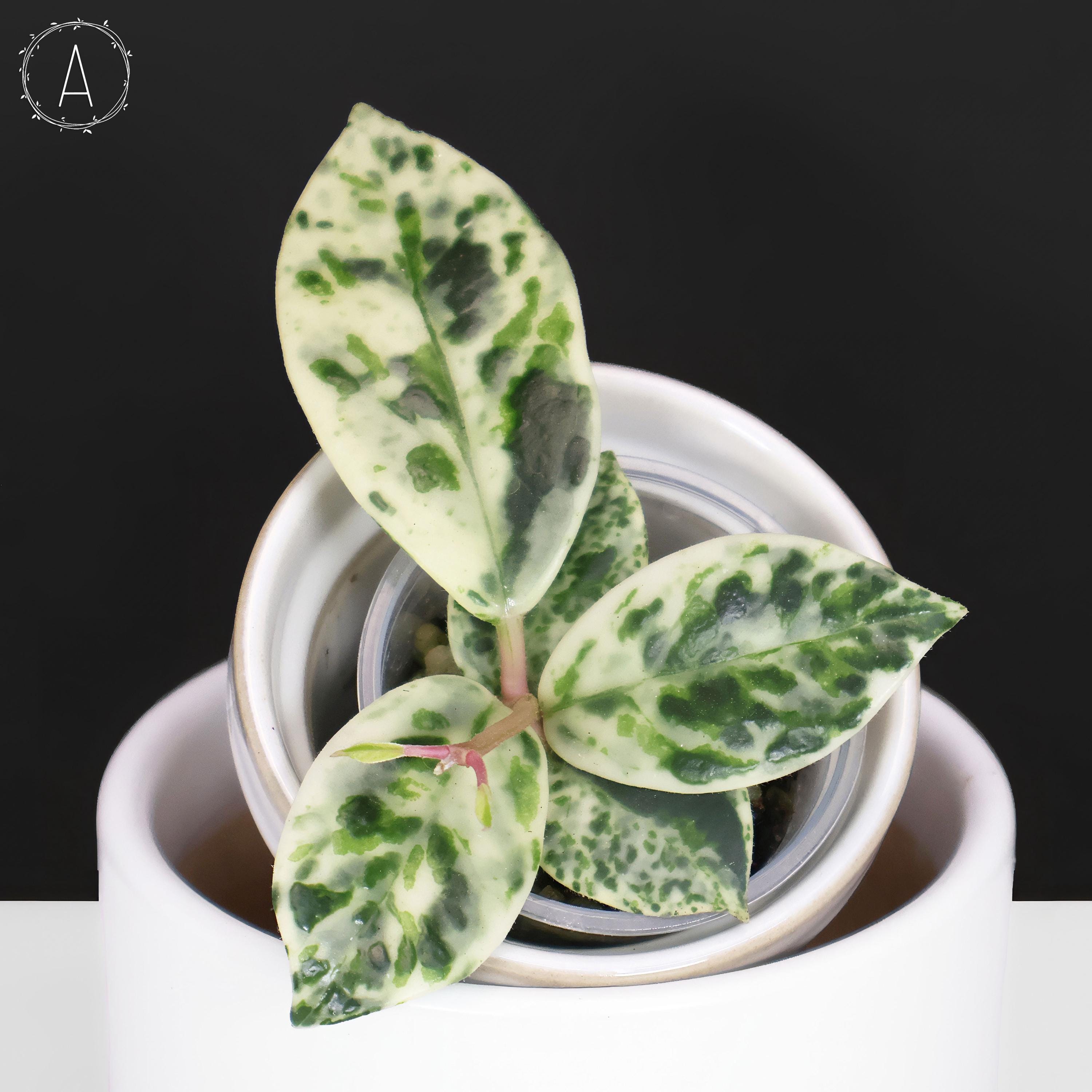 その他観葉植物 Hoya carnosa Madara  Angel Hoya Carnosa Madara Snow Angel - Exact Plant; Fully Rooted; US