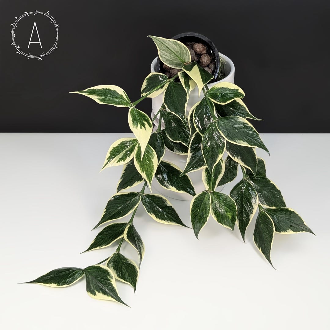 超格安価格 Hoya Hoya Variegated Outer Albomarginata; Polyneura その他観葉植物