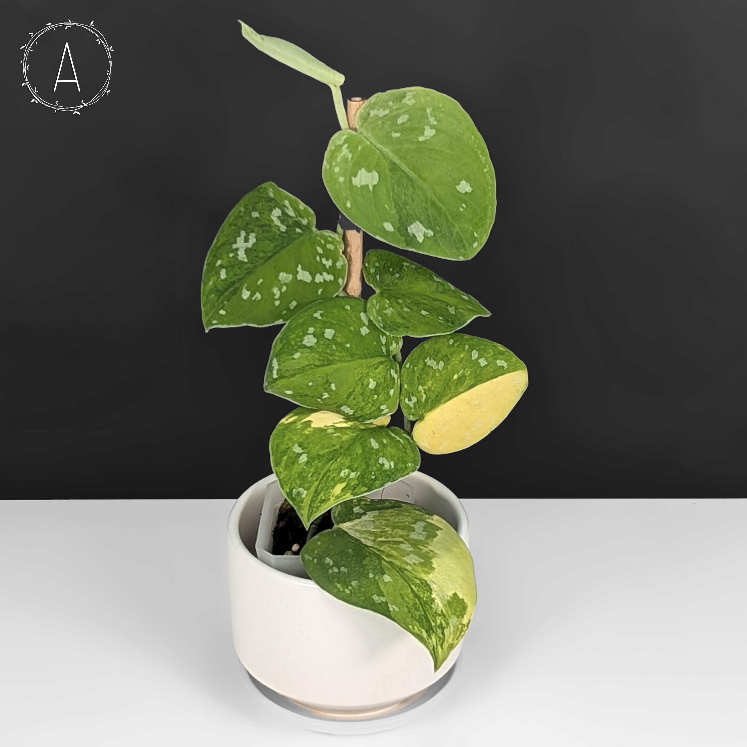 Scindapsus Sentarum - Etsy
