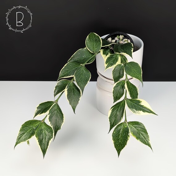 【特価】 Hoya Hoya Variegated Outer Albomarginata; Polyneura その他観葉植物