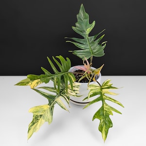 Philodendron Florida Beauty x Tortum - Exact Plant; Fully Rooted; US Seller