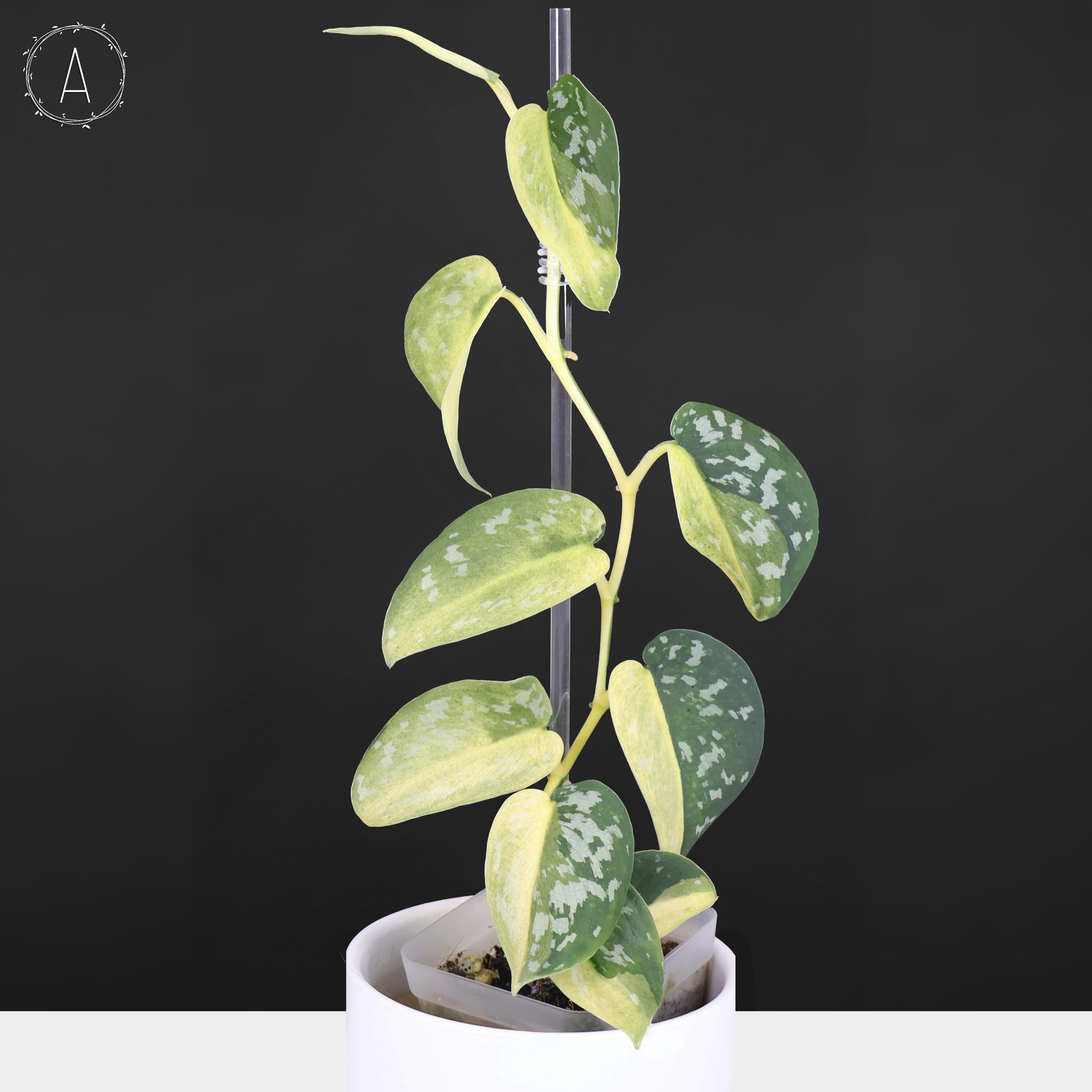 Maharlika Scindapsus - Etsy