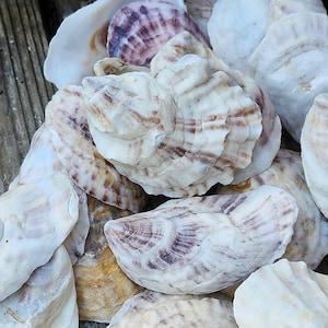 Könnte beinhalten: Nahaufnahme einer Ansammlung von Austernschalen. Die Schalen weisen verschiedene Farben auf, darunter Weiß, Beige und Lila. Die strukturierten Oberflächen der Schalen sind deutlich zu erkennen und erzeugen einen natürlichen Effekt.
