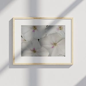 Phlox-Digital Download-Original Print